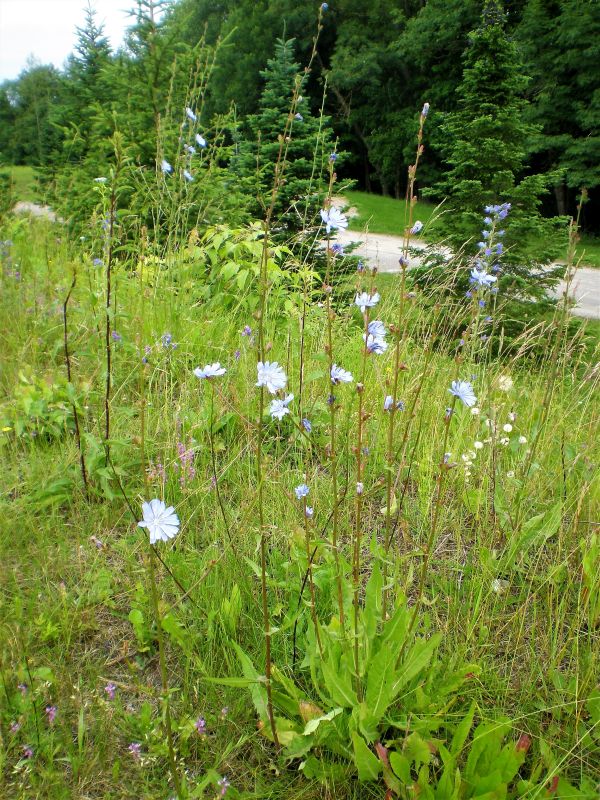 Paprastoji trūkažolė (Cichorium intybus)